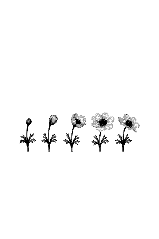 Amy Reader's sleep screen: an anemone opening in five stages, dithered for e-ink.